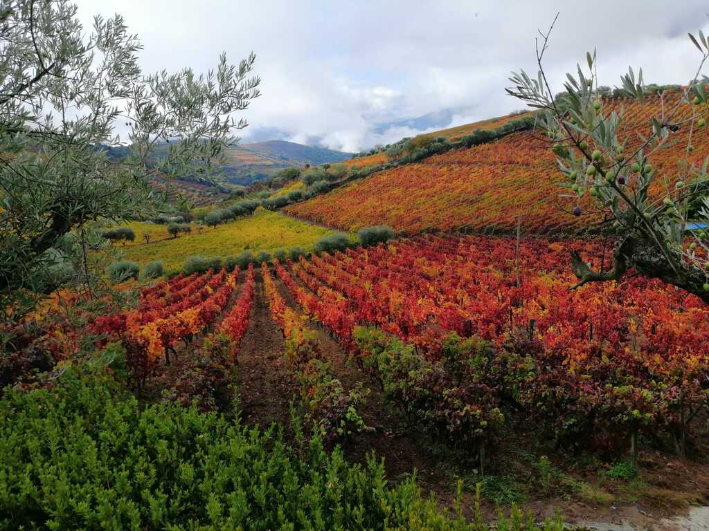 Northern Pathways curated travel experiences in Northern Portugal