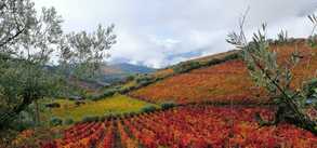 Terraced vineyards in the Douro Valley UNESCO World Heritage landscape